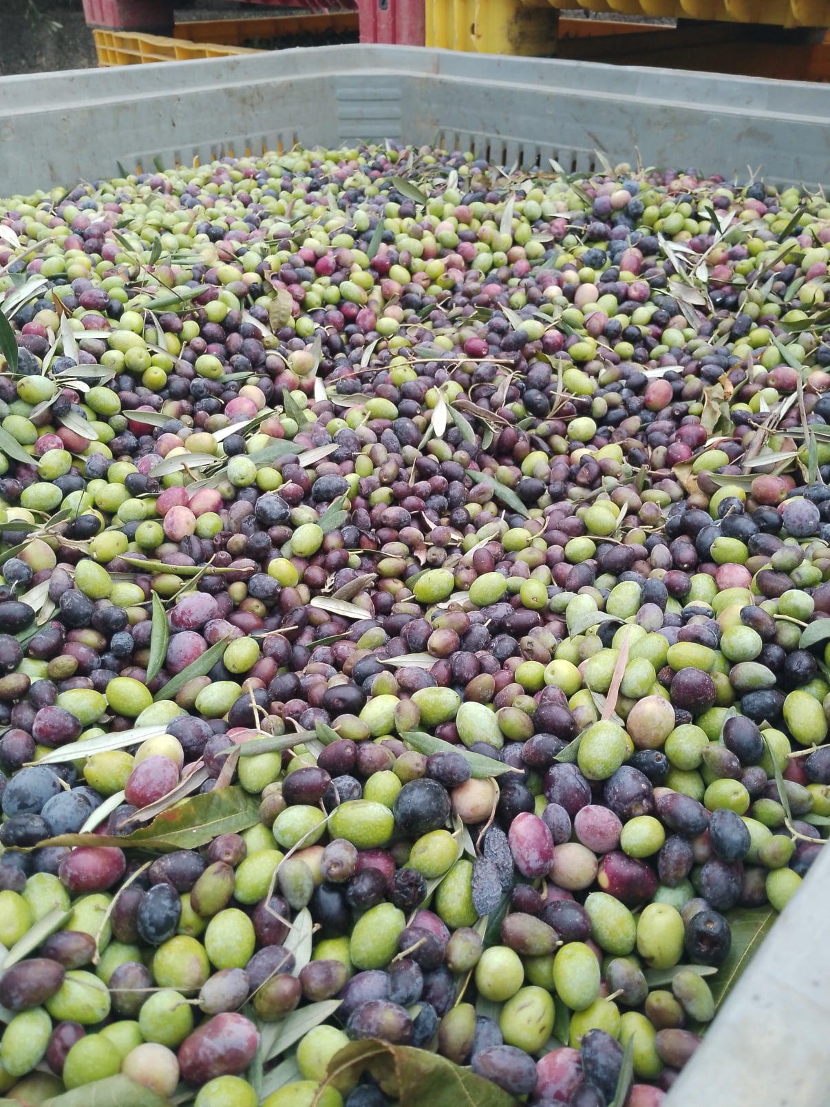 vita-olio Kalabrien